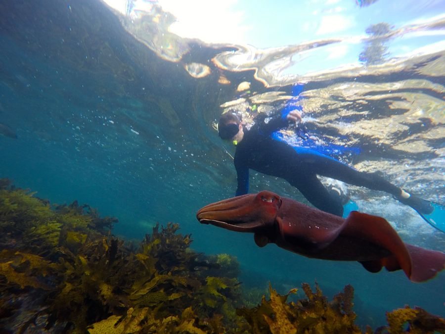 Sydney Snorkeling Tours Sydney Snorkeling Tours