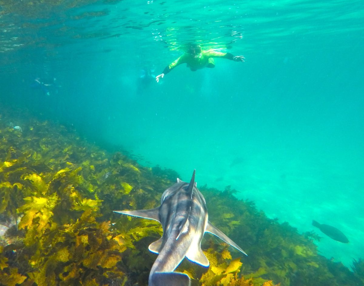 Manly snorkel tour Port Jackson sharks Manly snorkel tour Port Jackson sharks
