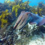 ECOTREASURES Giant Cuttle fish Cabbage Tree Bay Aquatic Reserve Shelly Beach image 3 ECOTREASURES Giant Cuttle fish Cabbage Tree Bay Aquatic Reserve Shelly Beach image 3